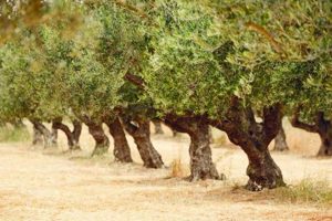 Growing Your Own: An Olive Tree Farm Guide | The Conscious Farmer | Sustainable Agriculture for a Healthier Planet