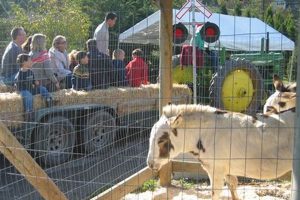Experience Reindeer Rides at Reindeer Ridge Tree Farm! | The Conscious Farmer | Sustainable Agriculture for a Healthier Planet