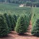 Buy a Thriving Christmas Tree Farm for Sale Today! | The Conscious Farmer | Sustainable Agriculture for a Healthier Planet