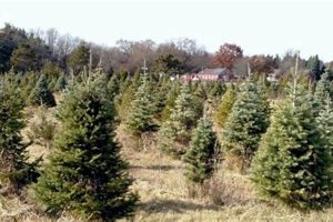 Unlock Value: Pioneer Tree Farm Success Secrets | The Conscious Farmer | Sustainable Agriculture for a Healthier Planet