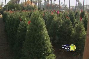 Fresno Christmas Tree Farm: Your Local Holiday Trees | The Conscious Farmer | Sustainable Agriculture for a Healthier Planet