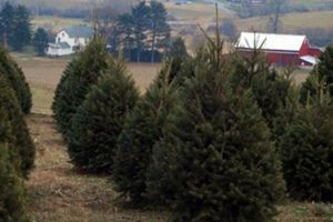 Find Your Tree at Valley View Christmas Tree Farm - [Location]! | The Conscious Farmer | Sustainable Agriculture for a Healthier Planet
