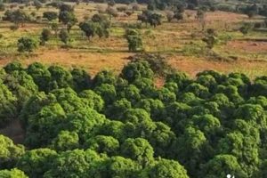 Grow Your Own: Mother Tree Farm Secrets | The Conscious Farmer | Sustainable Agriculture for a Healthier Planet
