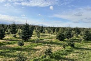 Visit Crossen Christmas Tree Farm: A Holiday Tradition! | The Conscious Farmer | Sustainable Agriculture for a Healthier Planet