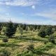 Visit Crossen Christmas Tree Farm: A Holiday Tradition! | The Conscious Farmer | Sustainable Agriculture for a Healthier Planet