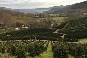 Find Your Perfect Boyds Christmas Tree Farm Tree | The Conscious Farmer | Sustainable Agriculture for a Healthier Planet