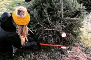 Your Local Solvang Tree Farm Guide & More | The Conscious Farmer | Sustainable Agriculture for a Healthier Planet