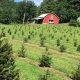 Visit Christmas Tree Farms in CT: Guide &amp; More! | The Conscious Farmer | Sustainable Agriculture for a Healthier Planet