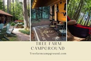 Escape to Springfield, VT: Tree Farm Campground Getaway! | The Conscious Farmer | Sustainable Agriculture for a Healthier Planet