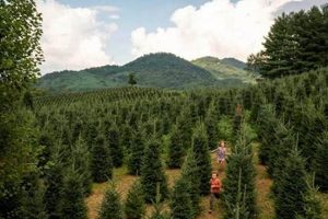 Guide to Western Tree Farms: Growth, Care, & More The Conscious Farmer | Sustainable Agriculture for a Healthier Planet Guide to Western Tree Farms: Growth, Care, & More | The Conscious Farmer | Sustainable Agriculture for a Healthier Planet