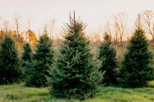 Visit Fleases Tree Farm Today: [Location] & [Trees]! | The Conscious Farmer | Sustainable Agriculture for a Healthier Planet
