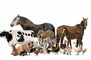 Raising Large Farm Animals: A Complete Guide | The Conscious Farmer | Sustainable Agriculture for a Healthier Planet
