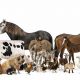 Raising Large Farm Animals: A Complete Guide | The Conscious Farmer | Sustainable Agriculture for a Healthier Planet