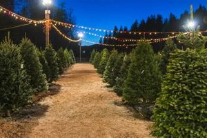 Find Your Perfect Houston Tree Farm Christmas Tree! | The Conscious Farmer | Sustainable Agriculture for a Healthier Planet