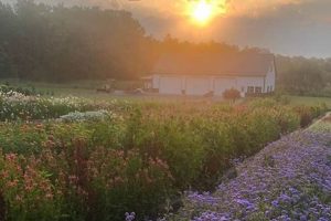 Visit Fodor Tree Farm: Your Premier Tree Farm Choice! | The Conscious Farmer | Sustainable Agriculture for a Healthier Planet