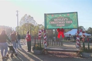 Find Your Perfect Tree: Little Rock Christmas Tree Farms Open | The Conscious Farmer | Sustainable Agriculture for a Healthier Planet
