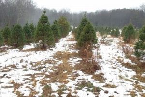 Visit Meyer Tree Farm: Your Premier Christmas Tree Source | The Conscious Farmer | Sustainable Agriculture for a Healthier Planet