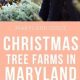 Find Your Perfect Maryland Christmas Tree Farms Tradition! | The Conscious Farmer | Sustainable Agriculture for a Healthier Planet