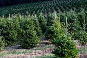 Grow Your Own: Homestead Tree Farm Dreams + Tips | The Conscious Farmer | Sustainable Agriculture for a Healthier Planet