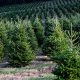 Grow Your Own: Homestead Tree Farm Dreams + Tips | The Conscious Farmer | Sustainable Agriculture for a Healthier Planet