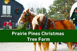 Visit Prairie Pines Christmas Tree Farm: Your Holiday Tradition! | The Conscious Farmer | Sustainable Agriculture for a Healthier Planet