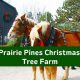 Visit Prairie Pines Christmas Tree Farm: Your Holiday Tradition! | The Conscious Farmer | Sustainable Agriculture for a Healthier Planet