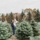 Visit Addison Oaks Christmas Tree Farm: A Holiday Tradition | The Conscious Farmer | Sustainable Agriculture for a Healthier Planet