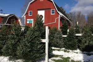 Visit Moore's Tree Farm: [City/Region]'s Best Christmas Trees | The Conscious Farmer | Sustainable Agriculture for a Healthier Planet