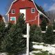 Visit Moore's Tree Farm: [City/Region]'s Best Christmas Trees | The Conscious Farmer | Sustainable Agriculture for a Healthier Planet
