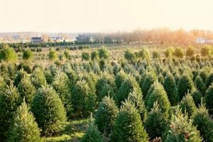 Find Your Perfect Evergreen Tree Farm in NJ - [Year]! | The Conscious Farmer | Sustainable Agriculture for a Healthier Planet