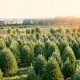 Find Your Perfect Evergreen Tree Farm in NJ - [Year]! | The Conscious Farmer | Sustainable Agriculture for a Healthier Planet