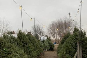 Visit Anderson Tree Farm: Fresh Trees & More The Conscious Farmer | Sustainable Agriculture for a Healthier Planet Visit Anderson Tree Farm: Fresh Trees & More | The Conscious Farmer | Sustainable Agriculture for a Healthier Planet
