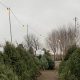 Visit Anderson Tree Farm: Fresh Trees &amp; More | The Conscious Farmer | Sustainable Agriculture for a Healthier Planet