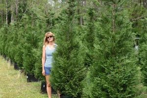 Butler Tree Farm: Your Local Christmas Tree Experts! | The Conscious Farmer | Sustainable Agriculture for a Healthier Planet