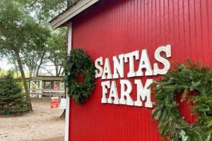 Find Your Tree: Christmas Tree Farm Orlando Guide | The Conscious Farmer | Sustainable Agriculture for a Healthier Planet