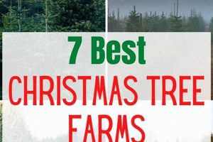 Find Your Tree: WV Christmas Tree Farms Near You | The Conscious Farmer | Sustainable Agriculture for a Healthier Planet
