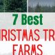Find Your Tree: WV Christmas Tree Farms Near You | The Conscious Farmer | Sustainable Agriculture for a Healthier Planet