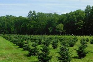 Find Your Perfect Coles Christmas Tree Farm Tree! | The Conscious Farmer | Sustainable Agriculture for a Healthier Planet