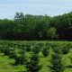 Find Your Perfect Coles Christmas Tree Farm Tree! | The Conscious Farmer | Sustainable Agriculture for a Healthier Planet
