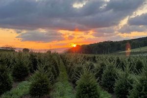Discover Pinecrest Tree Farm: Your Local Tree Experts! The Conscious Farmer | Sustainable Agriculture for a Healthier Planet Discover Pinecrest Tree Farm: Your Local Tree Experts! | The Conscious Farmer | Sustainable Agriculture for a Healthier Planet