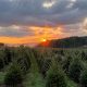 Discover Pinecrest Tree Farm: Your Local Tree Experts! | The Conscious Farmer | Sustainable Agriculture for a Healthier Planet