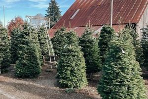 Visit Washougal Christmas Tree Farm: Your Local Holiday Trees! | The Conscious Farmer | Sustainable Agriculture for a Healthier Planet