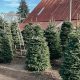 Visit Washougal Christmas Tree Farm: Your Local Holiday Trees! | The Conscious Farmer | Sustainable Agriculture for a Healthier Planet