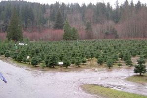 Visit North Bend Christmas Tree Farm: Holiday Tradition! | The Conscious Farmer | Sustainable Agriculture for a Healthier Planet