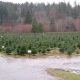 Visit North Bend Christmas Tree Farm: Holiday Tradition! | The Conscious Farmer | Sustainable Agriculture for a Healthier Planet