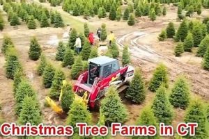 Find Your Perfect Xmas Tree: CT Farms & More! The Conscious Farmer | Sustainable Agriculture for a Healthier Planet Find Your Perfect Xmas Tree: CT Farms & More! | The Conscious Farmer | Sustainable Agriculture for a Healthier Planet