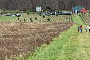 Explore a Majestic Tree Farm: [City/Region] Oasis | The Conscious Farmer | Sustainable Agriculture for a Healthier Planet