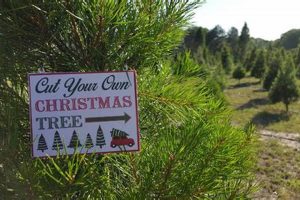 Visit Santa's Tree Farm Near You: Holiday Magic! The Conscious Farmer | Sustainable Agriculture for a Healthier Planet Visit Santa's Tree Farm Near You: Holiday Magic! | The Conscious Farmer | Sustainable Agriculture for a Healthier Planet