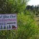 Visit Santa's Tree Farm Near You: Holiday Magic! | The Conscious Farmer | Sustainable Agriculture for a Healthier Planet