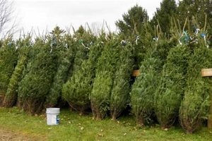 Find Local Tree Farms Near You: Fresh Trees & More The Conscious Farmer | Sustainable Agriculture for a Healthier Planet Find Local Tree Farms Near You: Fresh Trees & More | The Conscious Farmer | Sustainable Agriculture for a Healthier Planet
